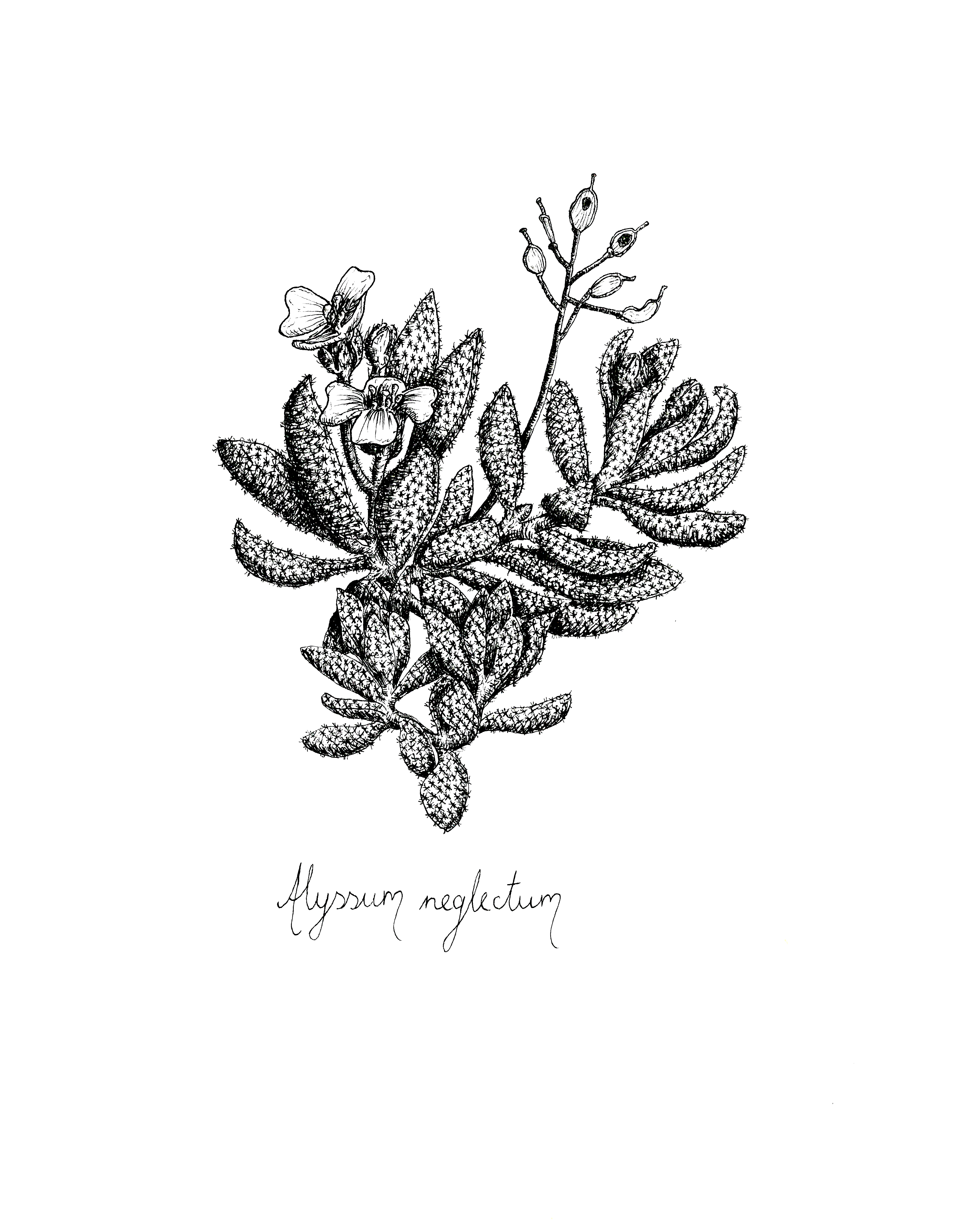 Alyssum neglectum