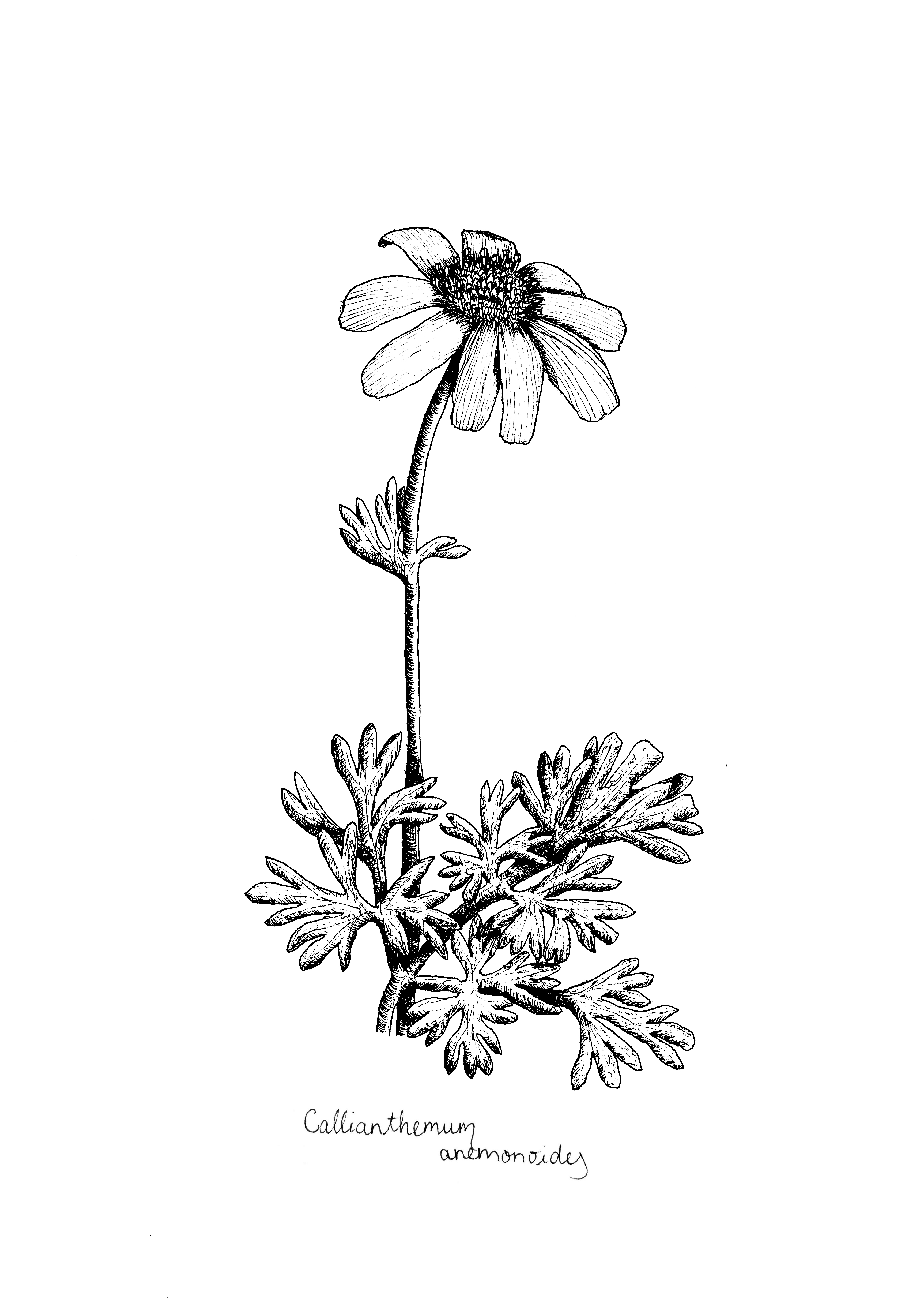 Callianthemum anemonoides