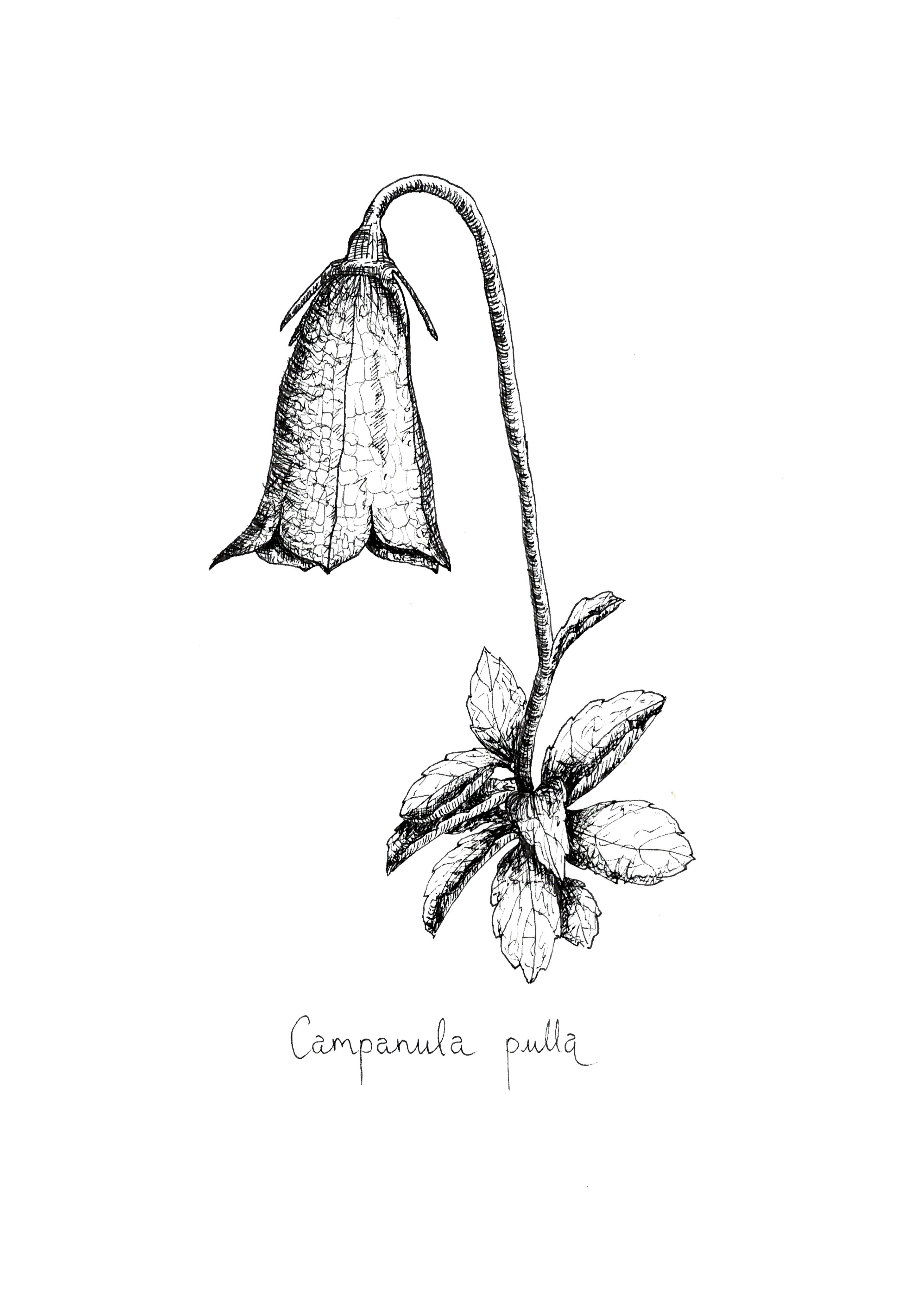 Campanula pulla