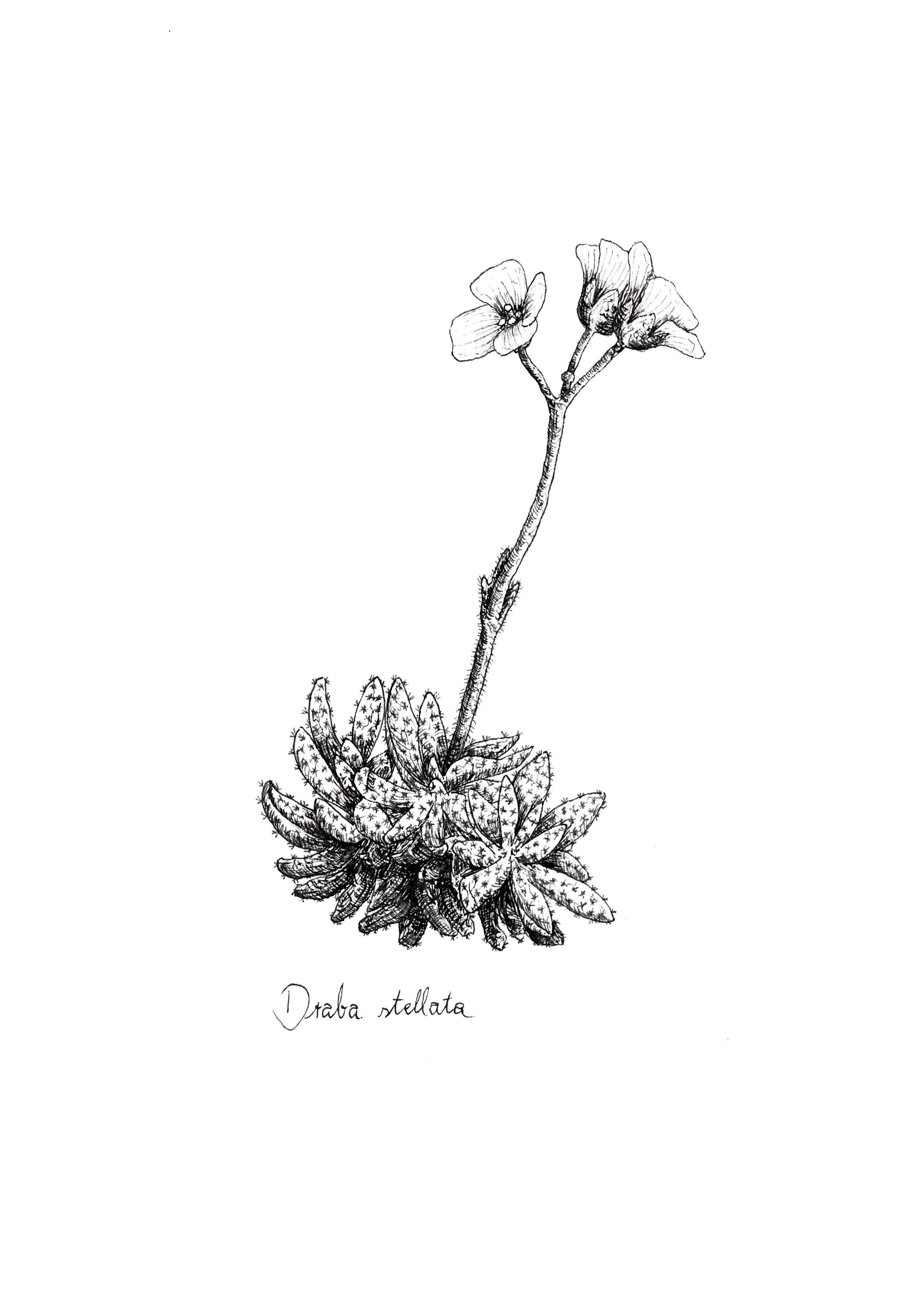 Draba stellata