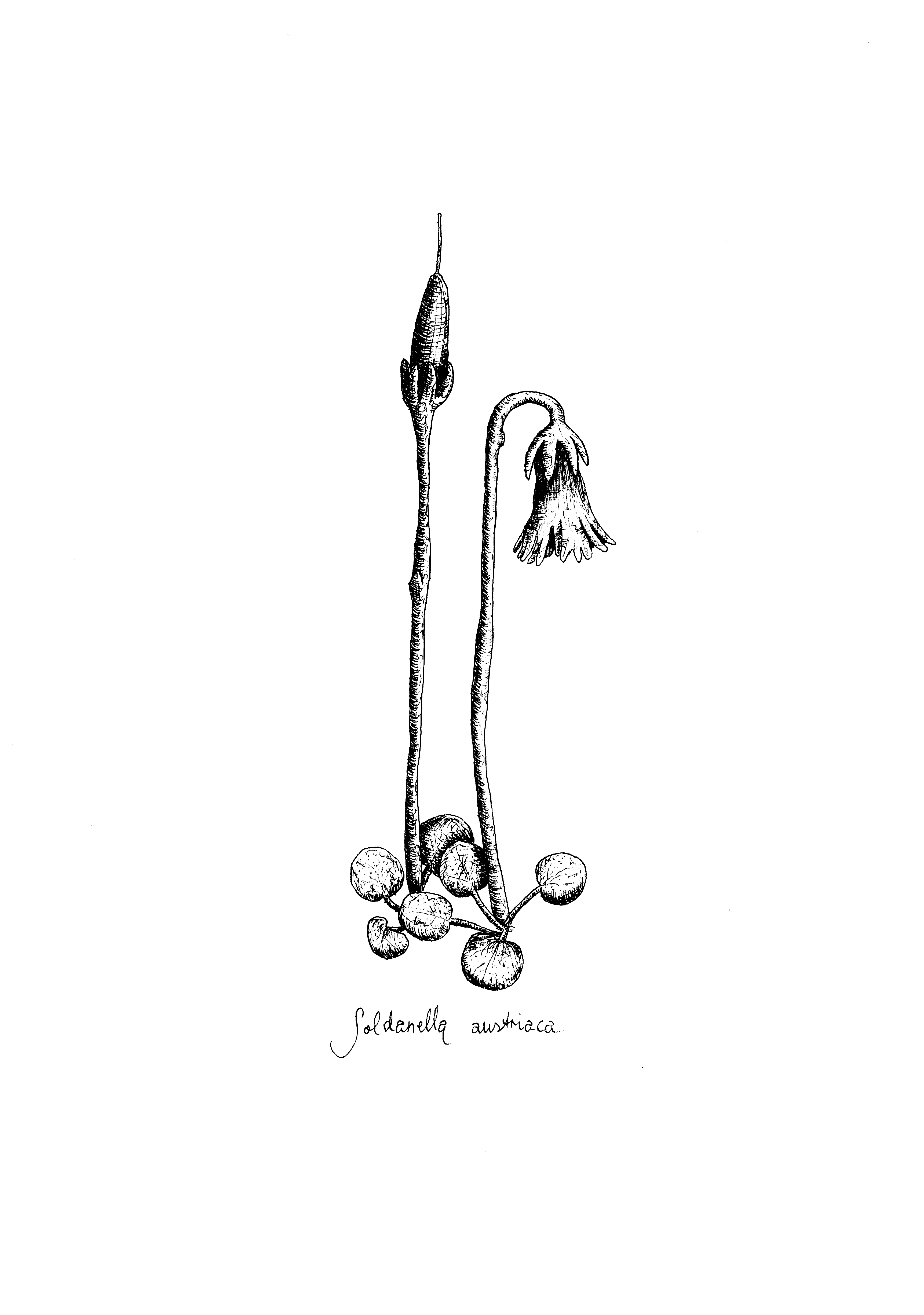 Soldanella austriaca