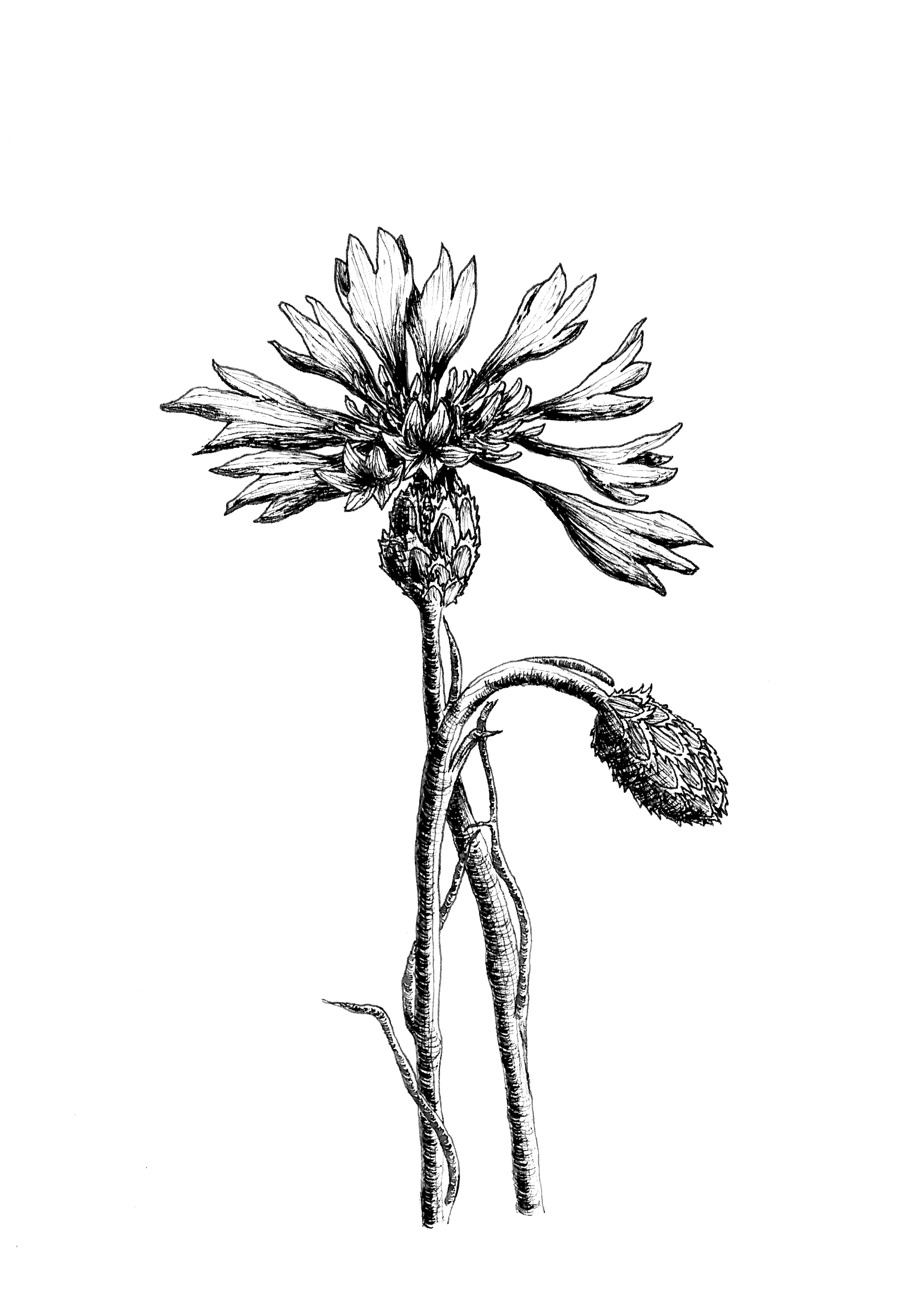 Illustration Centaurea cyanus