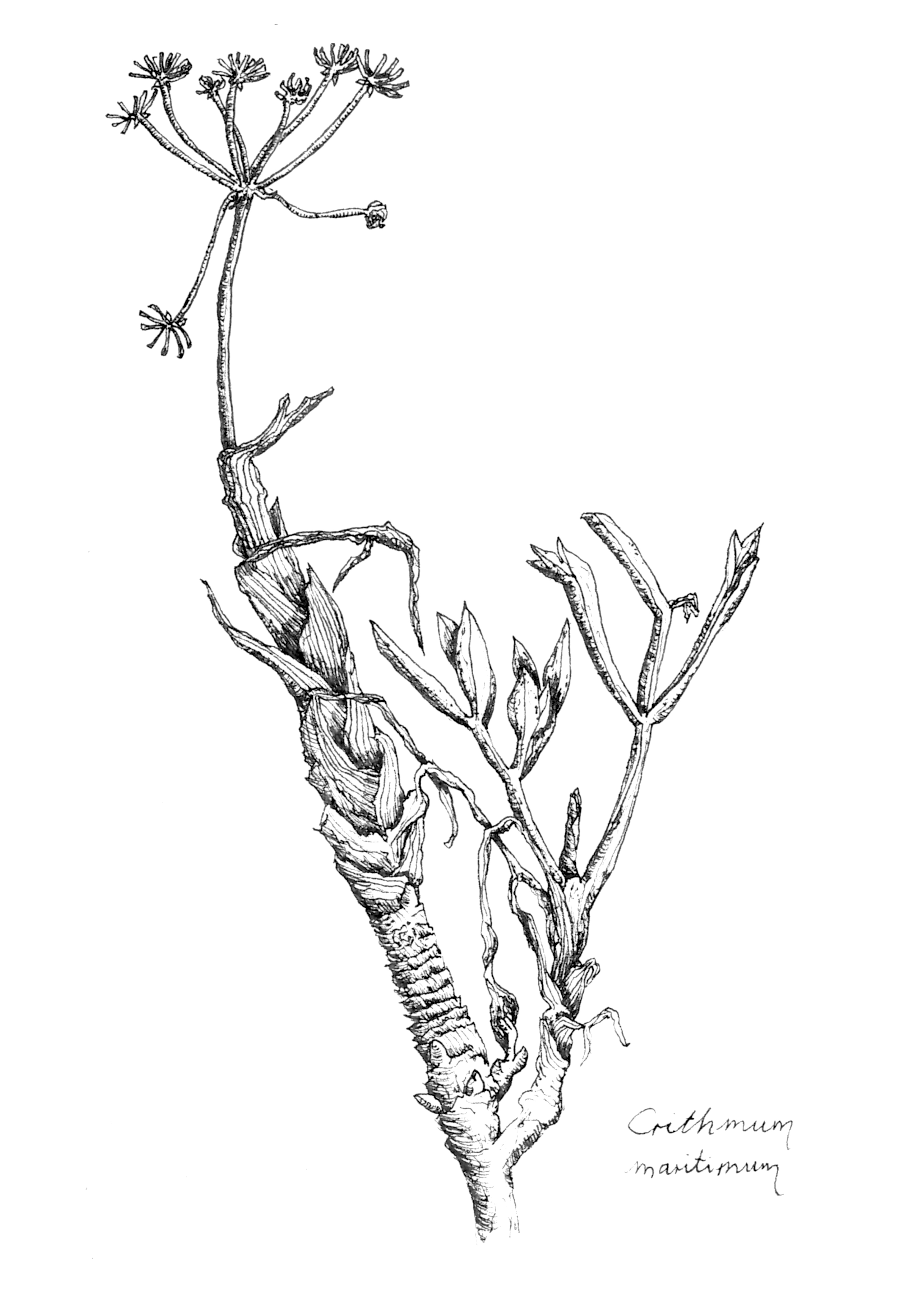 Illustration Crithmum