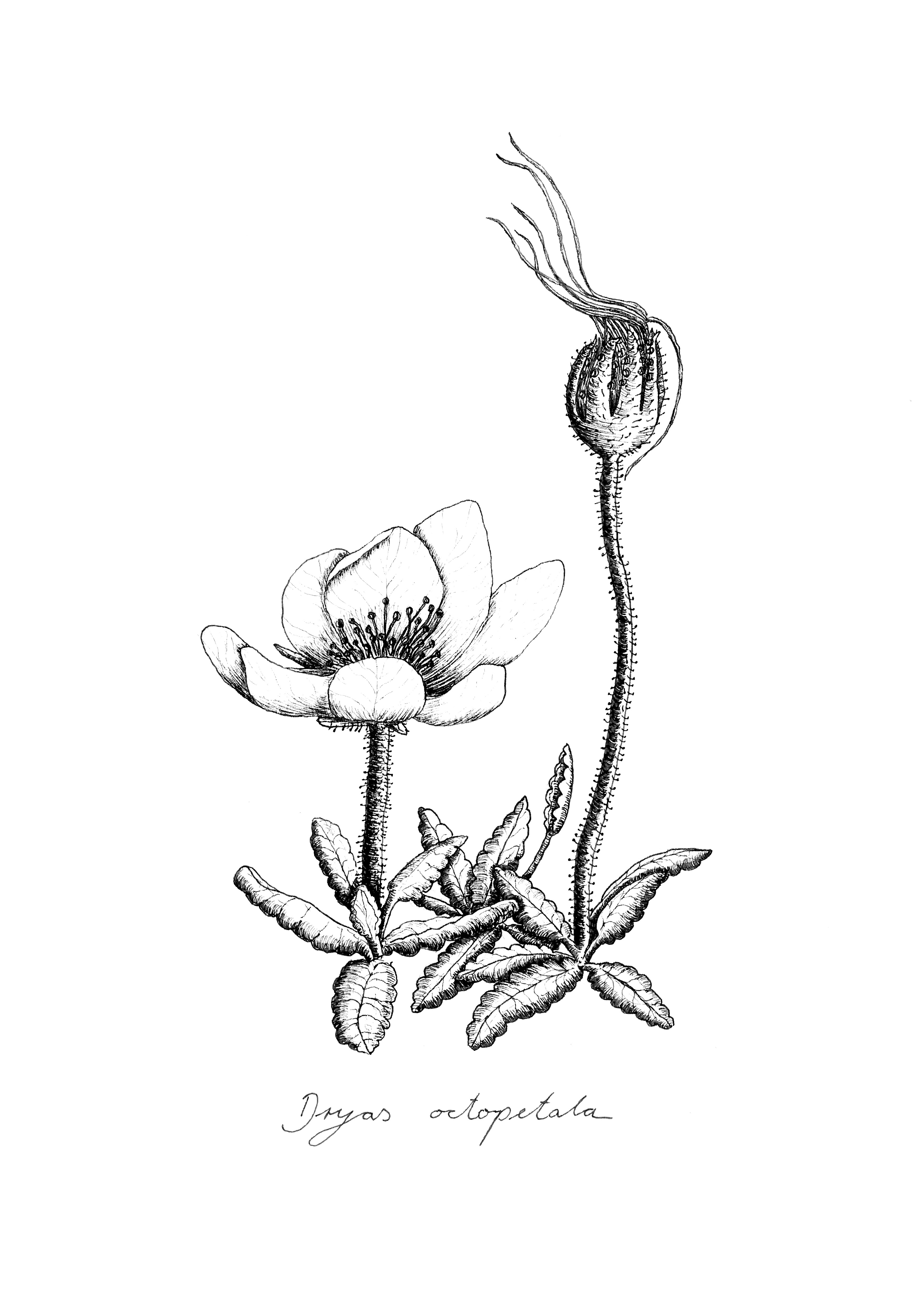 Illustration Dryas octopetala