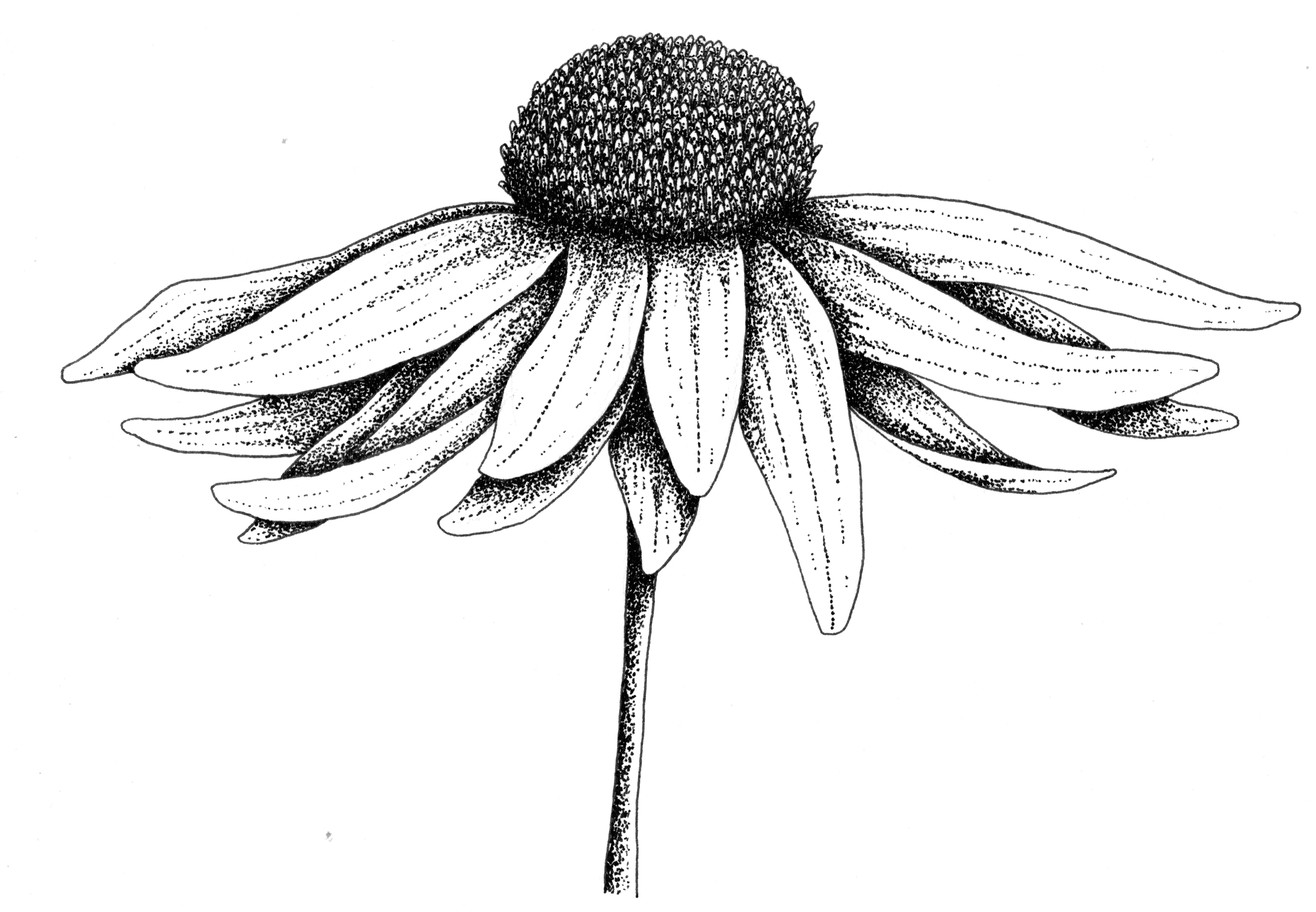 Illustration Echinaceae