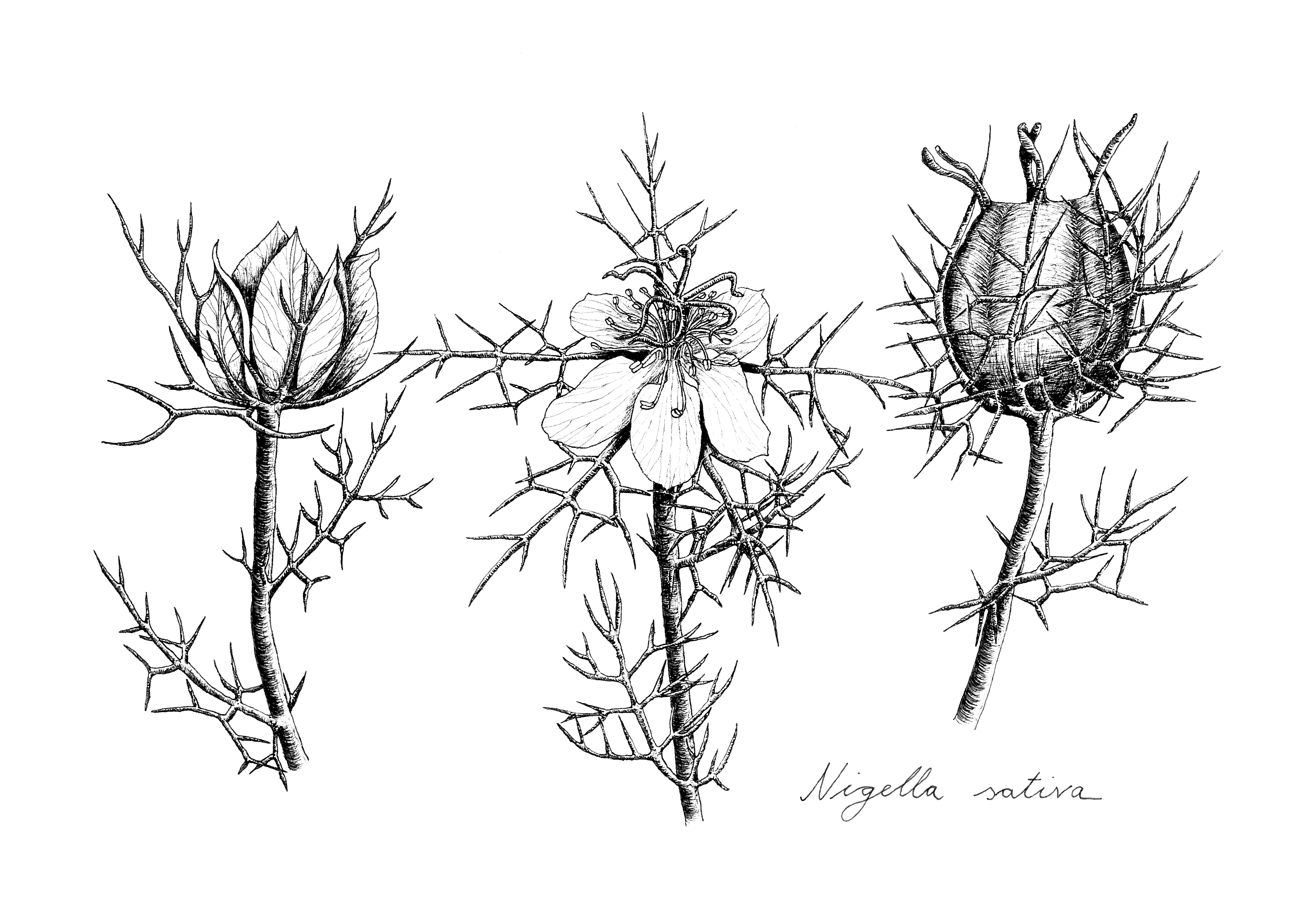 Illustration Nigella sativa