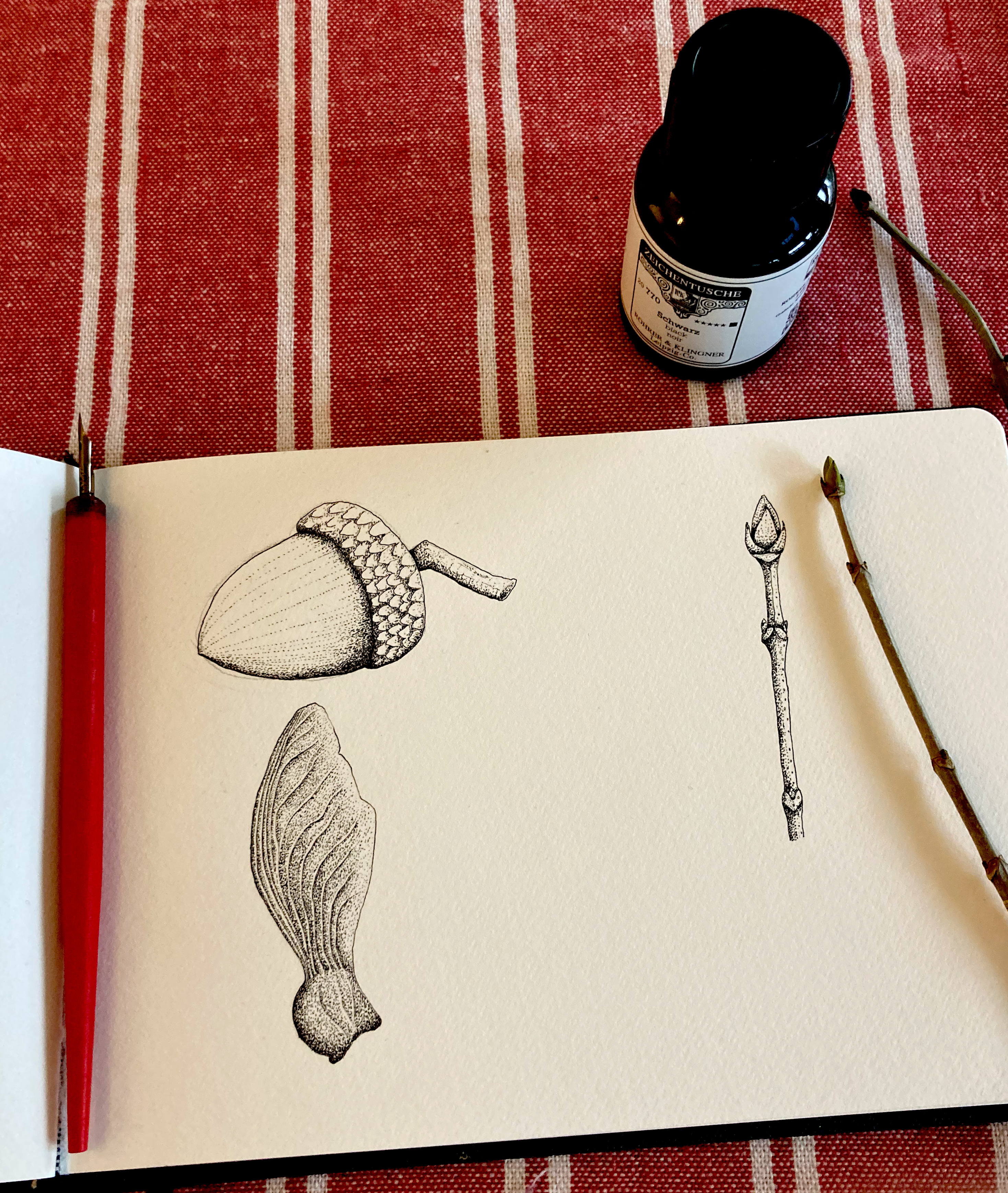 Botanische Illustration mit Tusche